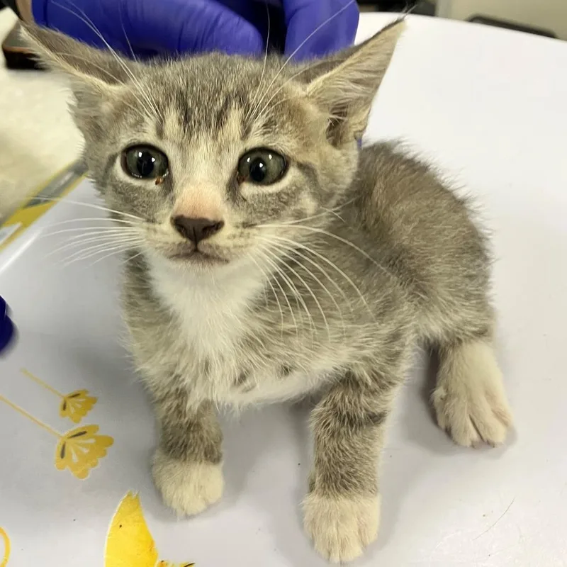 A baby small-sized male Domestic Short Hair cat named Snicket for adoption in Las Cruces, NM