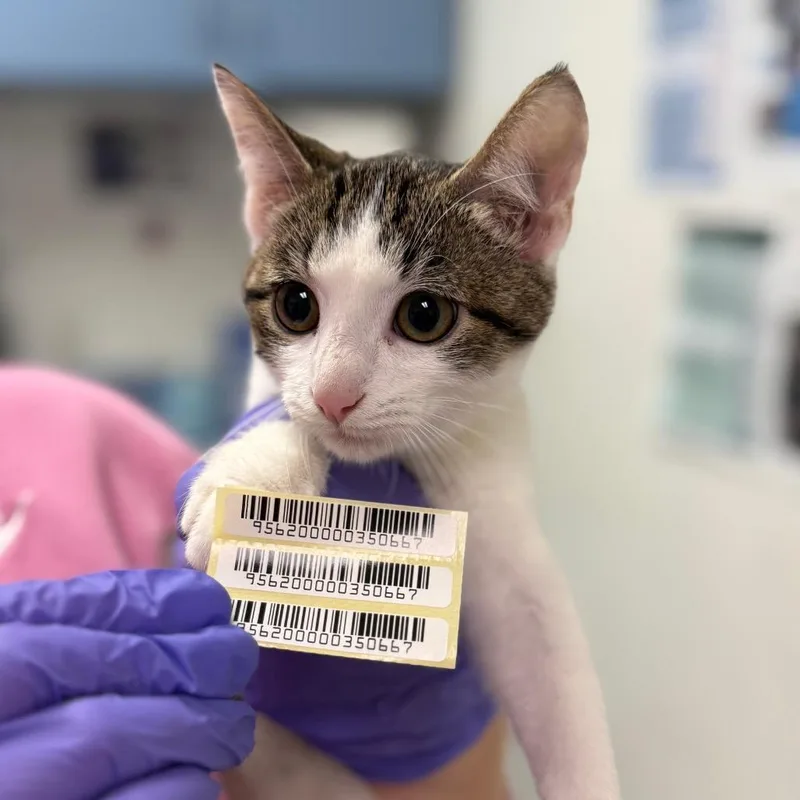 A baby small-sized male White Domestic Medium Hair cat named Trotter for adoption in Charleston, WV