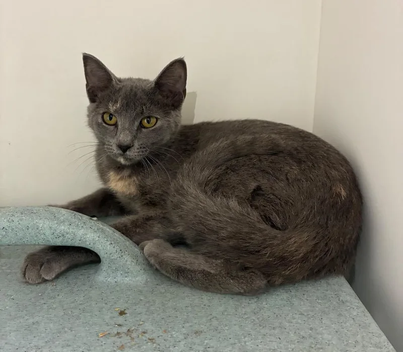 A young medium-sized female Domestic Short Hair cat named North for adoption in Bryant, AR