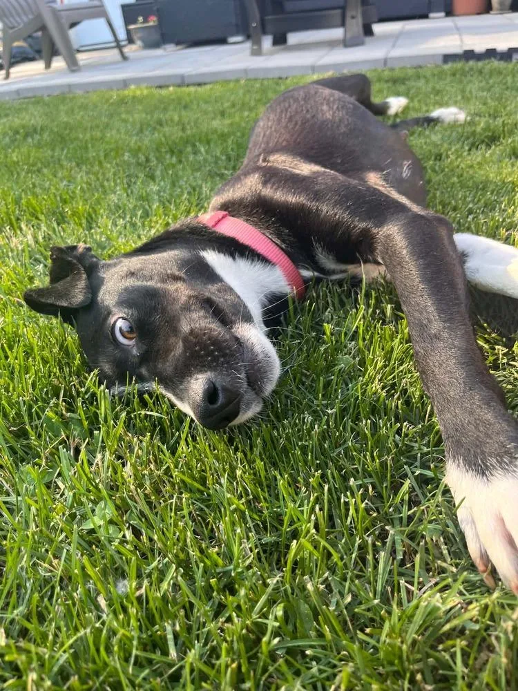 A young small-sized female Tricolor (Brown, Black, & White) Border Collie dog named Brooke for adoption in Amherst, NY