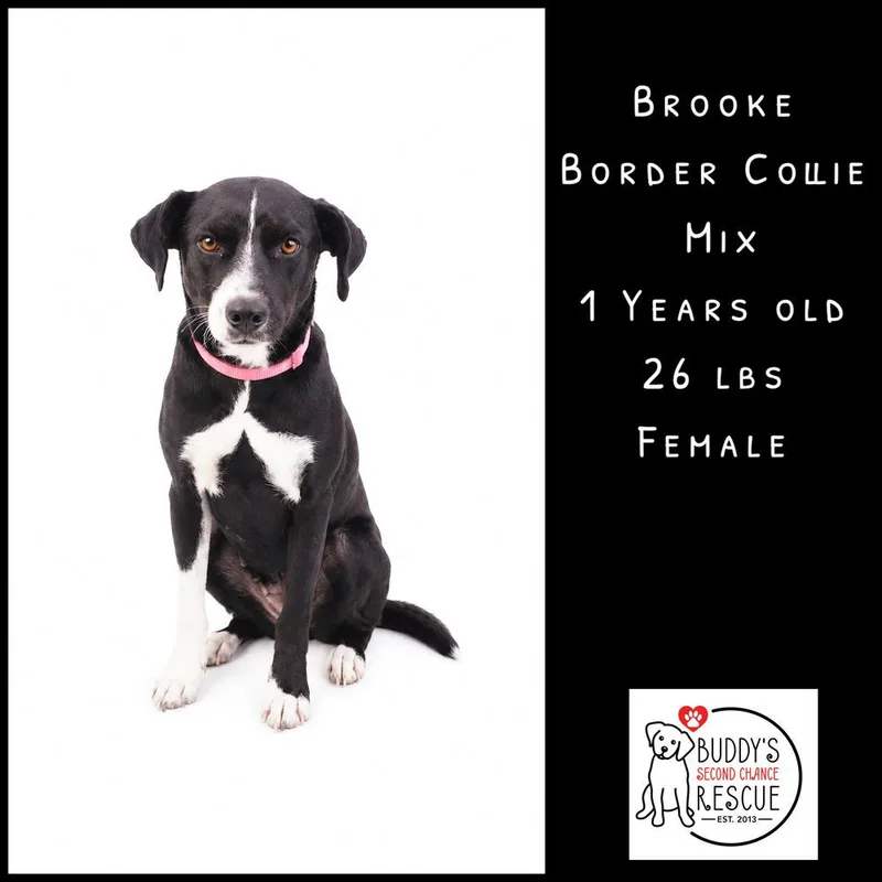 Brooke thumbnail 4