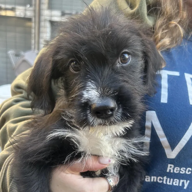 A baby small-sized female Terrier dog named Cordelia for adoption in Point Richmond, CA