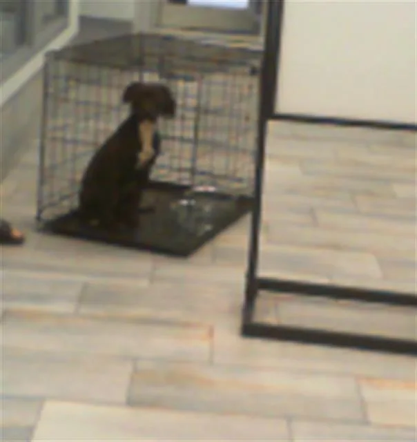 A baby medium-sized female Mixed Breed dog named A for adoption in Charlotte, NC