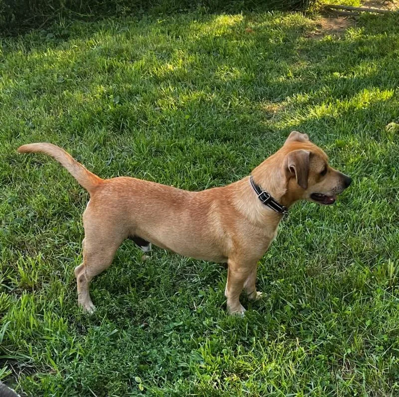A young medium-sized male Mixed Breed dog named Hickory for adoption in Danville, VT