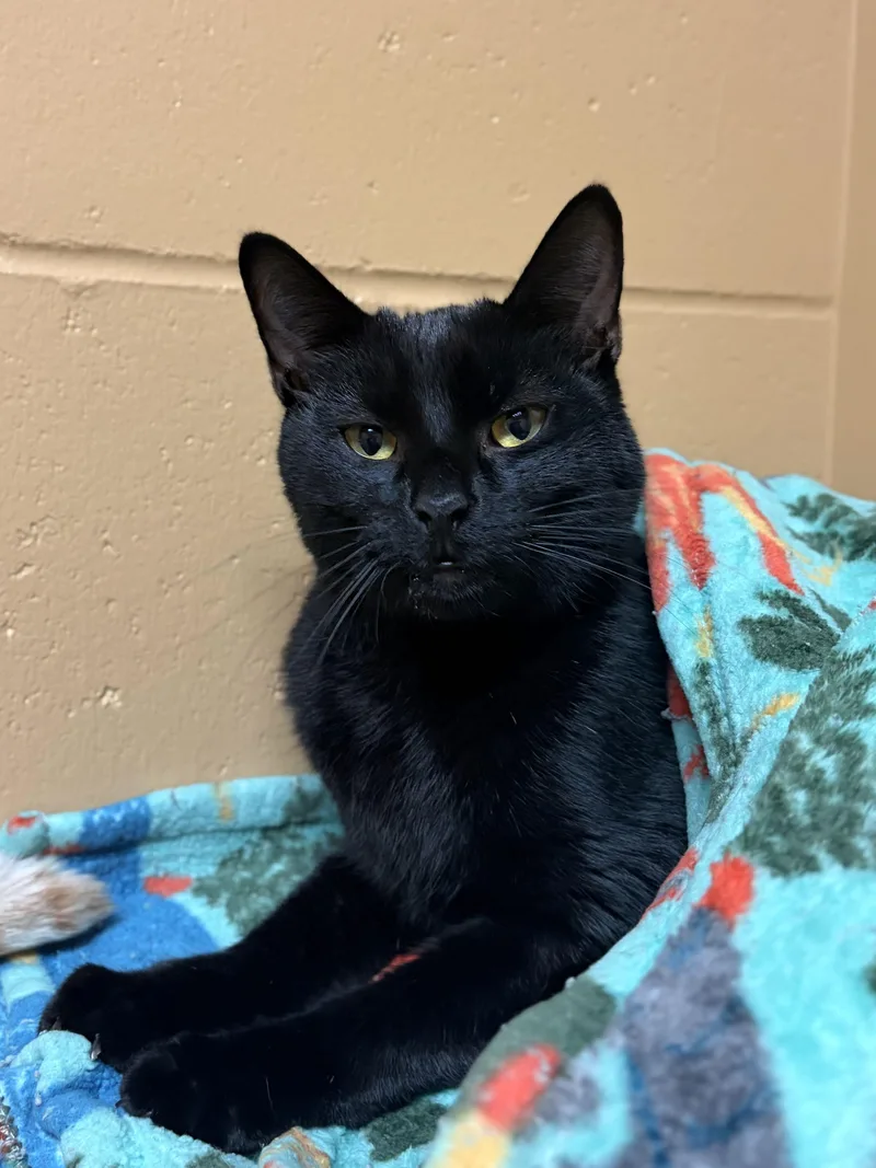 An adult medium-sized male Domestic Short Hair cat named Damon Reduced Fee for adoption in Jefferson, WI
