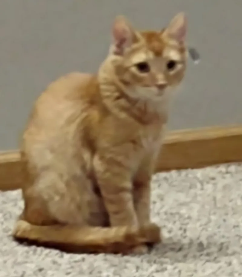 Tabberton thumbnail 2