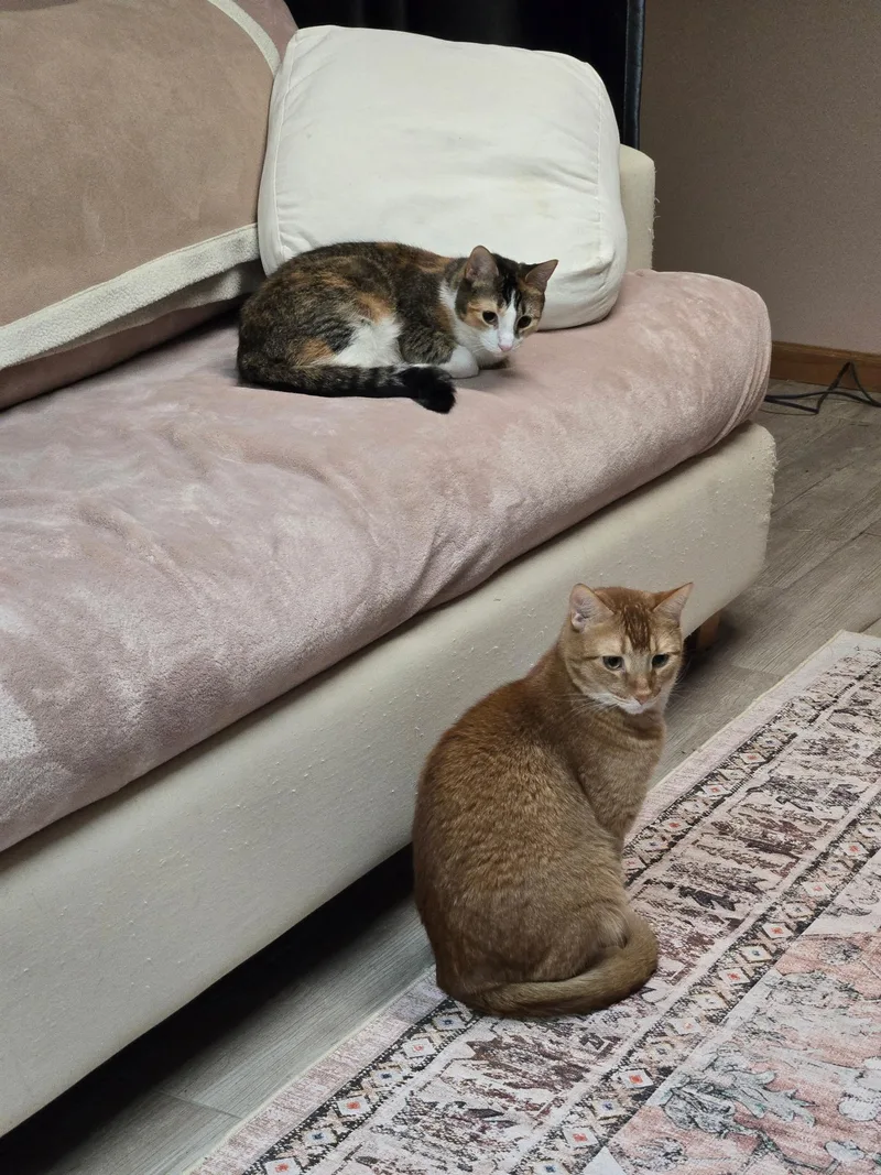 Tabberton thumbnail 3