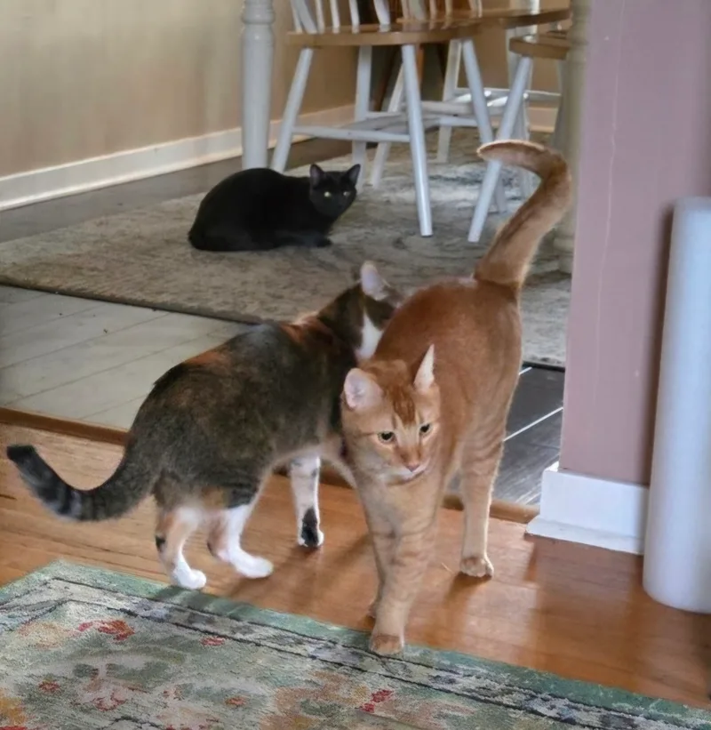 Tabberton thumbnail 4