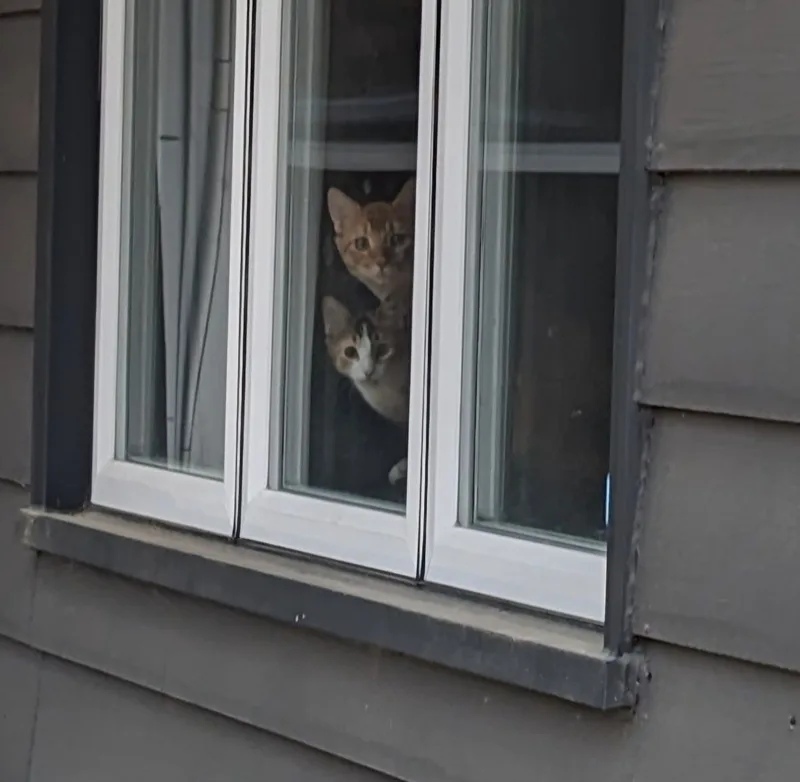 Tabberton thumbnail 5