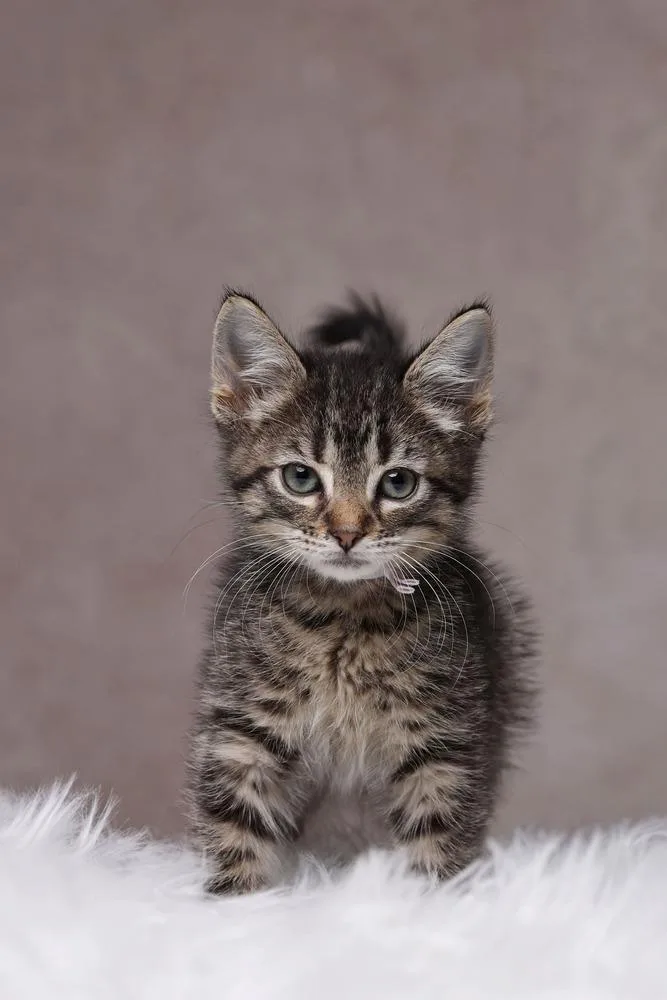 A baby small-sized female Domestic Short Hair cat named Ms. Rachel for adoption in Chicago, IL