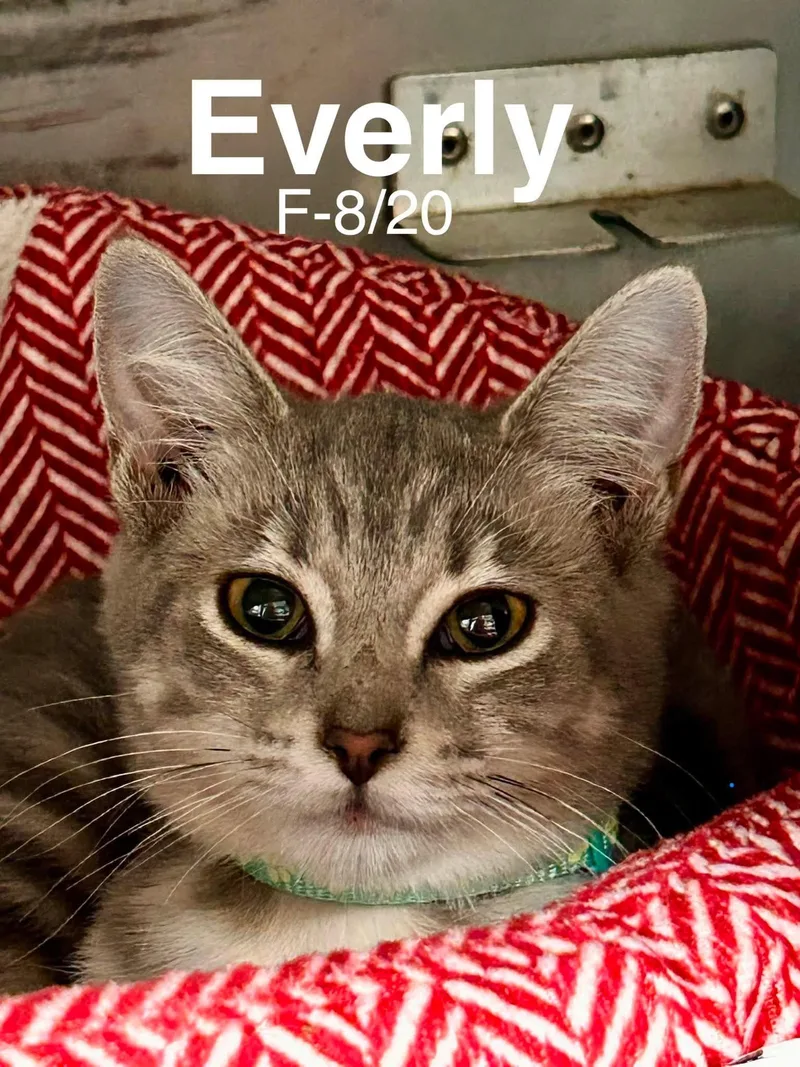 Everly