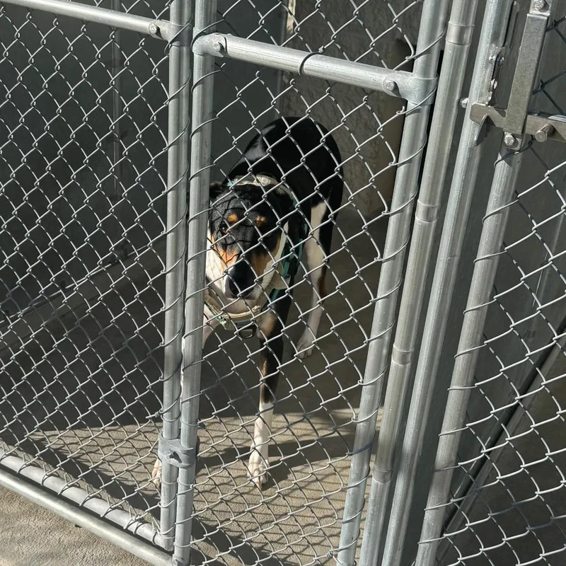An adult large-sized female Mixed Breed dog named Sally May for adoption in Shelbyville, IL