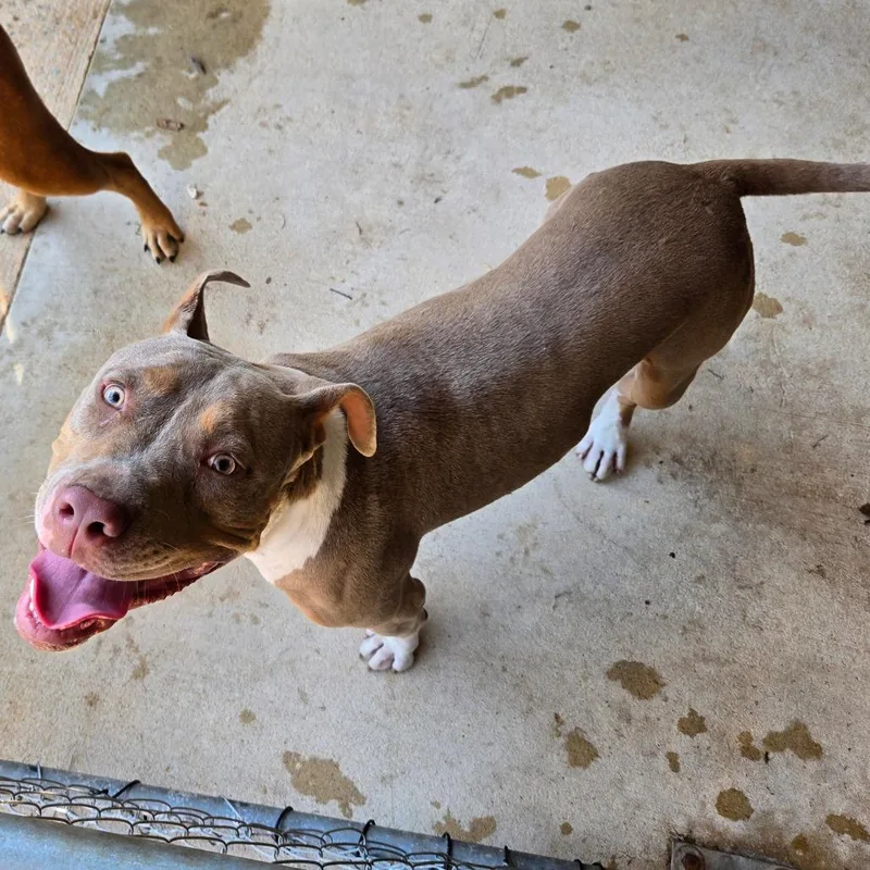 An adult large-sized female Pit Bull Terrier dog named Maggie for adoption in Birmingham, AL