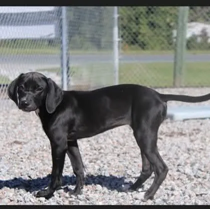 A baby medium-sized female Labrador Retriever dog named Tessie for adoption in Statesville, NC