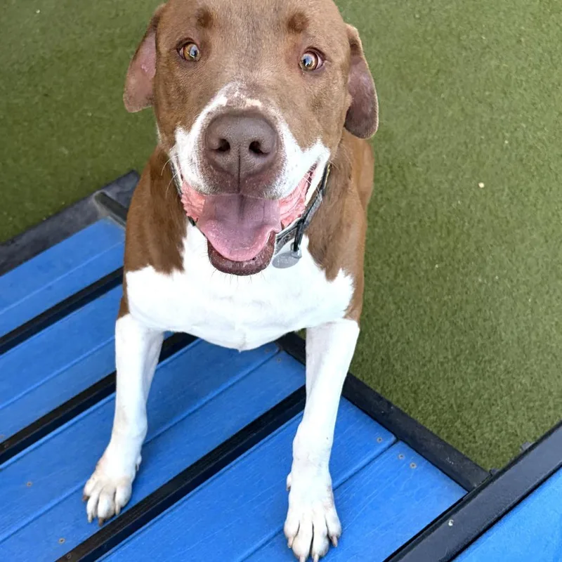 An adult large-sized male Brown / Chocolate Mixed Breed dog named Garth for adoption in Salt Lake City, UT