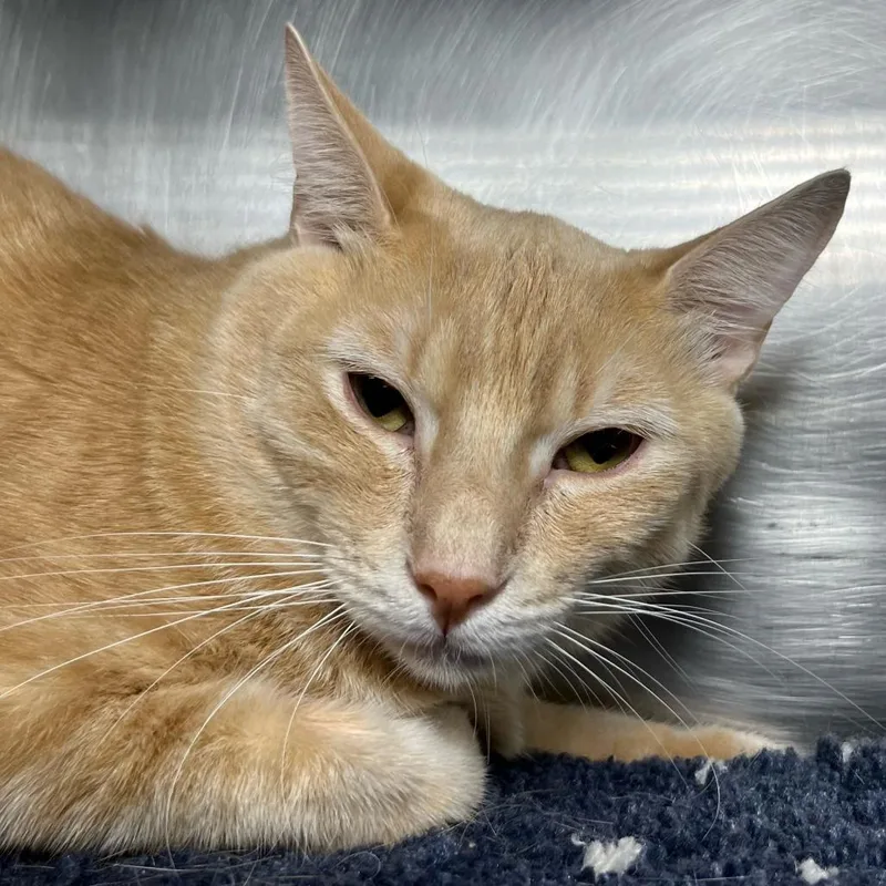 A young large-sized male Buff / Tan / Fawn Domestic Short Hair cat named Chonk Diesel for adoption in Palm Springs, CA