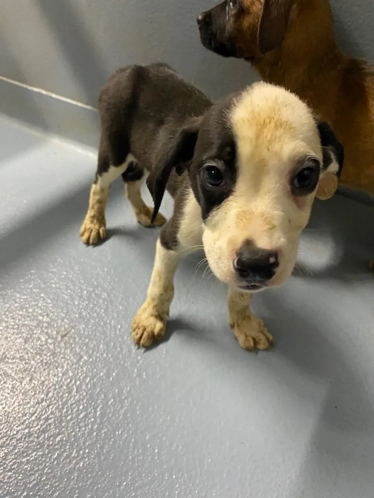 A baby large-sized male Mixed Breed dog named Bacon for adoption in Cartersville , GA