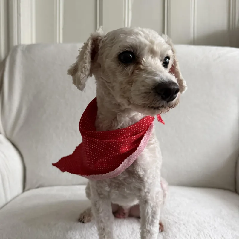 A young small-sized male White / Cream Bichon Frise dog named Lucky for adoption in Newark, NJ