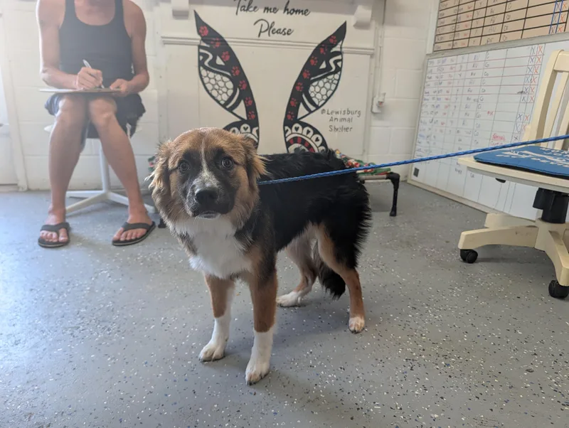 A young medium-sized female Tricolor (Brown, Black, & White) Australian Shepherd dog named Aspen for adoption in Lewisburg, TN