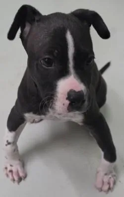 A baby small-sized female Mixed Breed dog named Curley for adoption in Savannah, GA