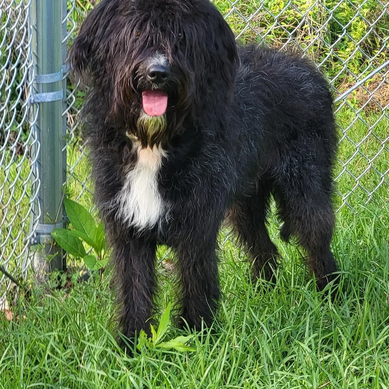 An adult large-sized male Black Labradoodle dog named Noodle for adoption in Marion, MS