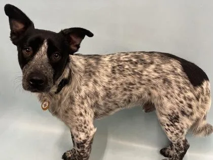 An adult small-sized male Mixed Breed dog named Cody for adoption in Golden Valley, MN
