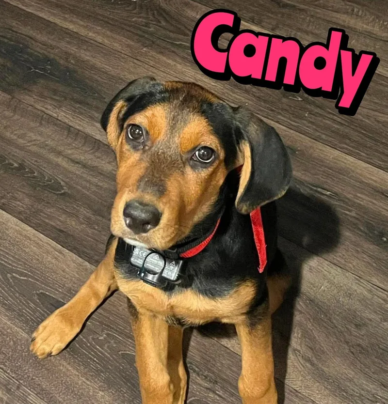 A baby large-sized female Rottweiler dog named Candy for adoption in Holbrook, NY