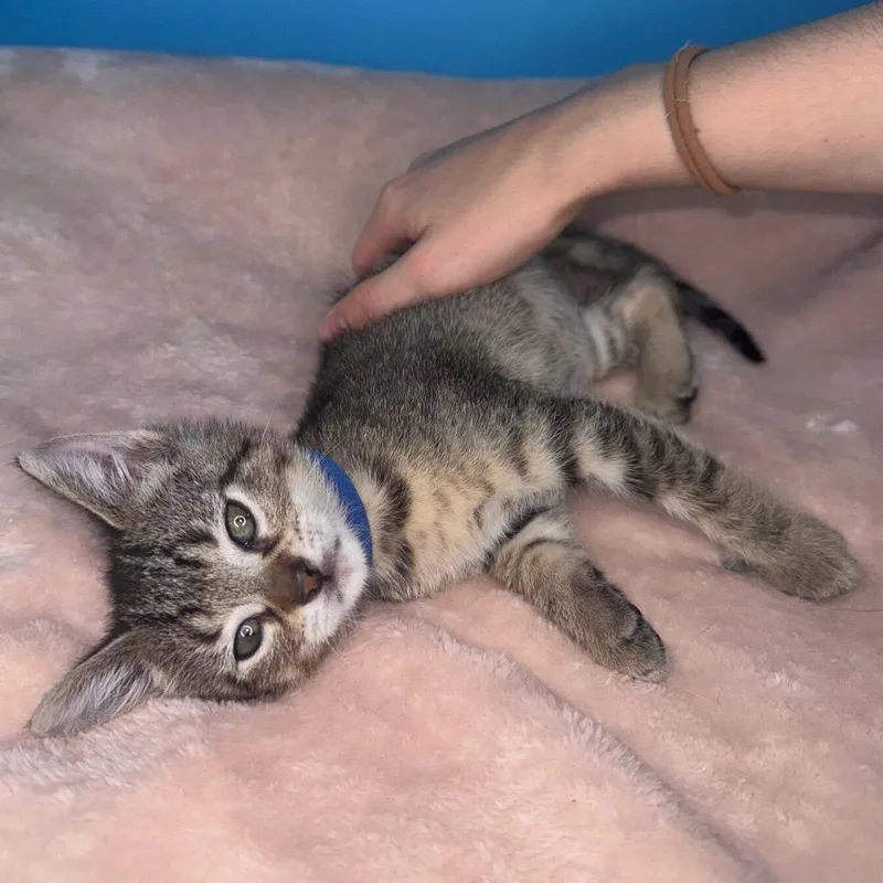 Tabitha thumbnail 3