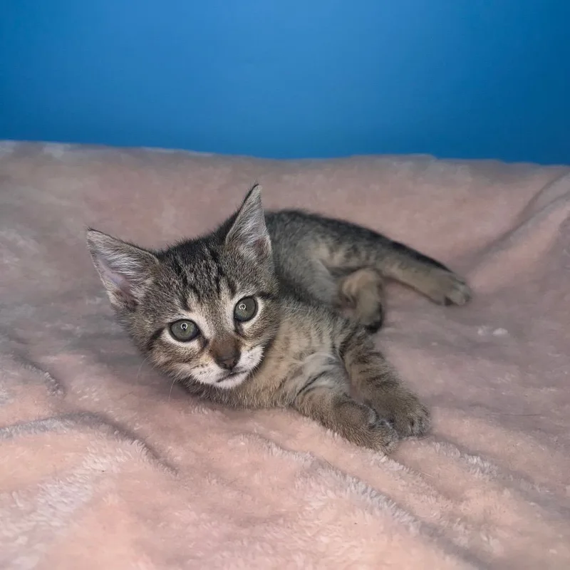 Tabitha thumbnail 4