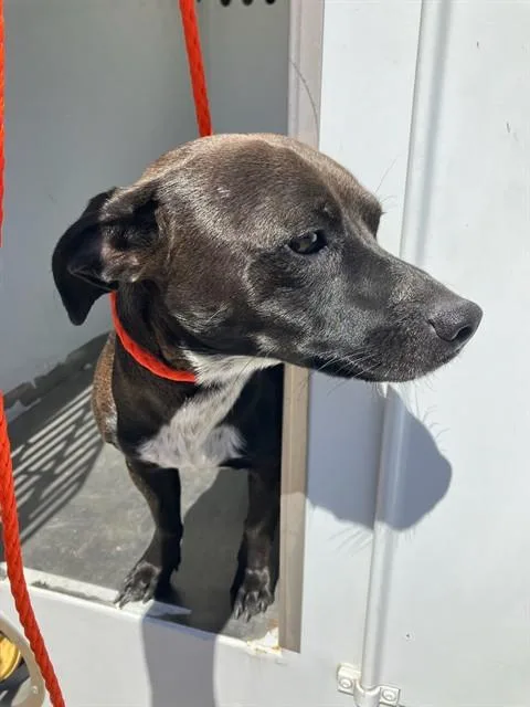 A young small-sized male Parson Russell Terrier dog named Archie for adoption in Stockton, CA