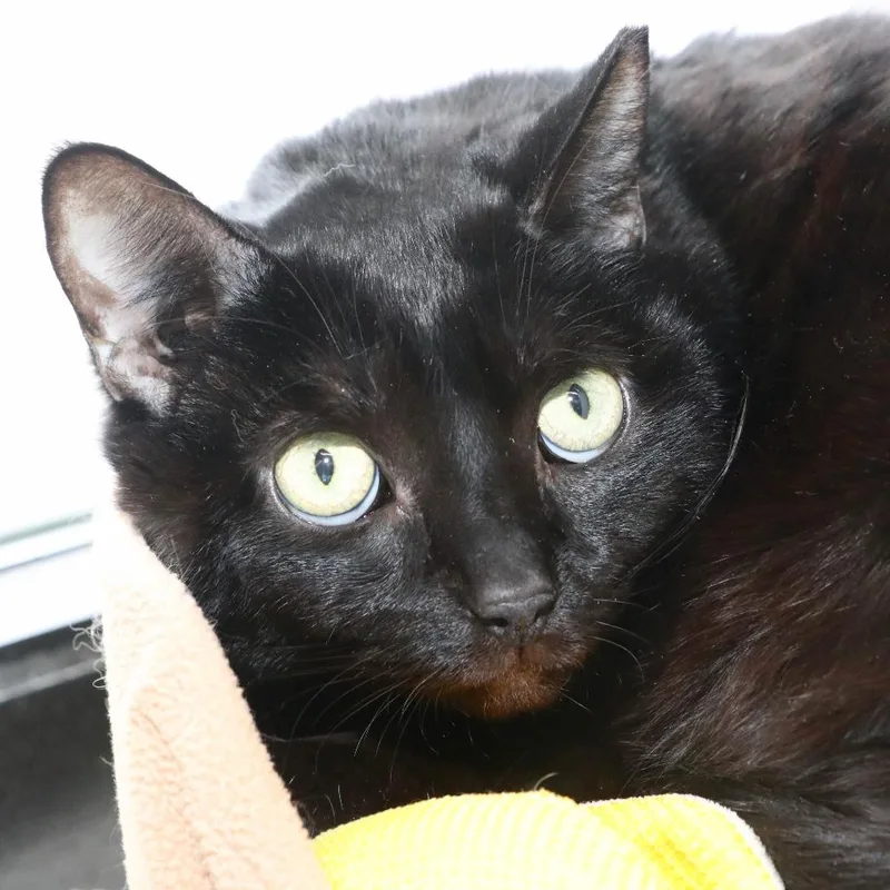 Midnight Grace thumbnail 2