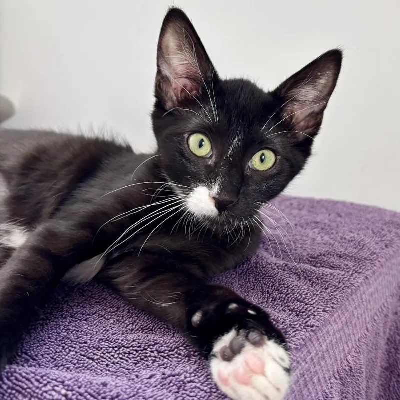 A baby small-sized female Black Domestic Short Hair cat named Sophia Petrillo for adoption in Brownsboro, AL