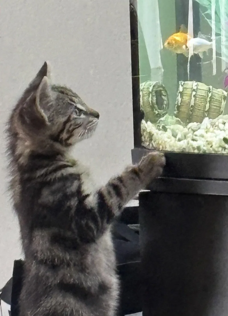 A baby medium-sized male Domestic Short Hair cat named Prince Buster for adoption in Walled Lake, MI
