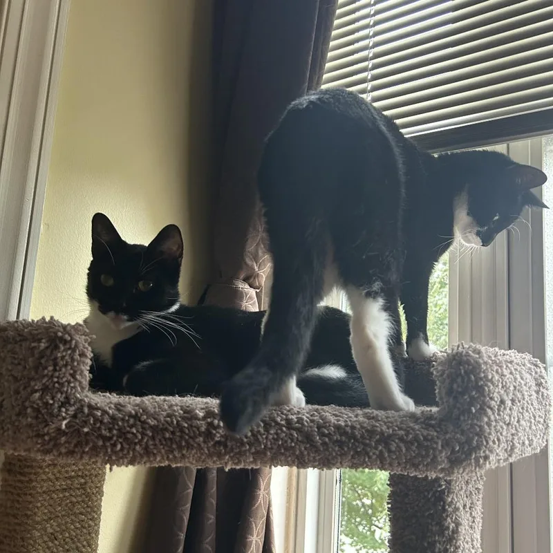 An adult small-sized male Domestic Short Hair cat named Milo for adoption in Fairfax, VA
