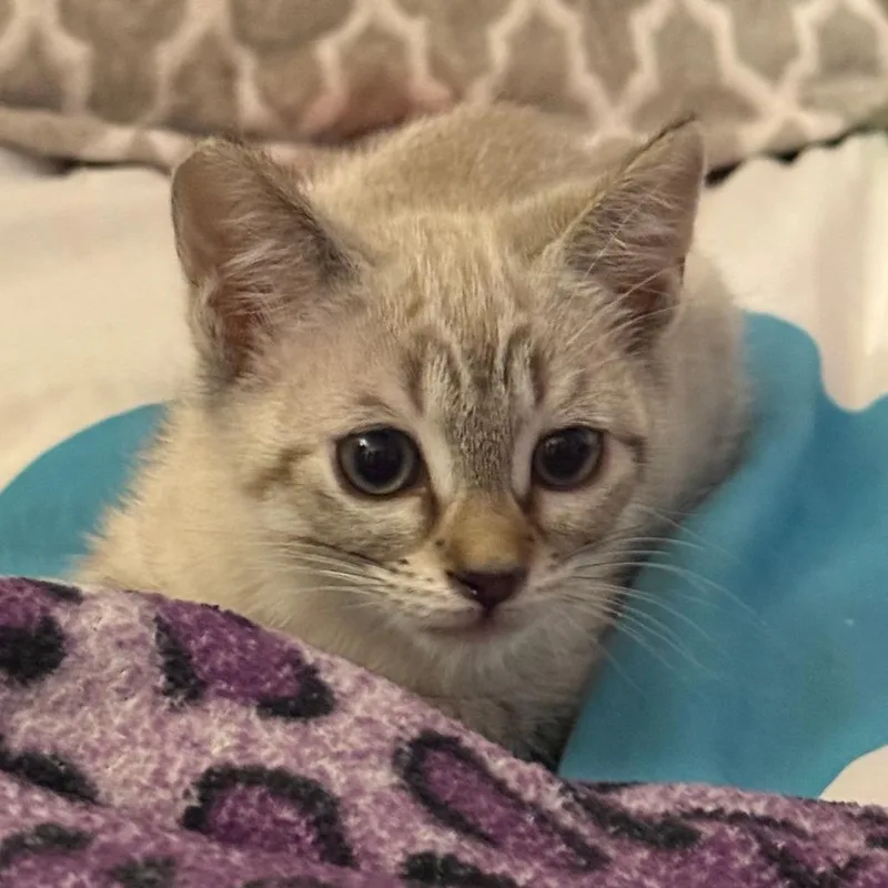 A baby small-sized female White Siamese cat named Cherrios for adoption in Los Angeles, CA