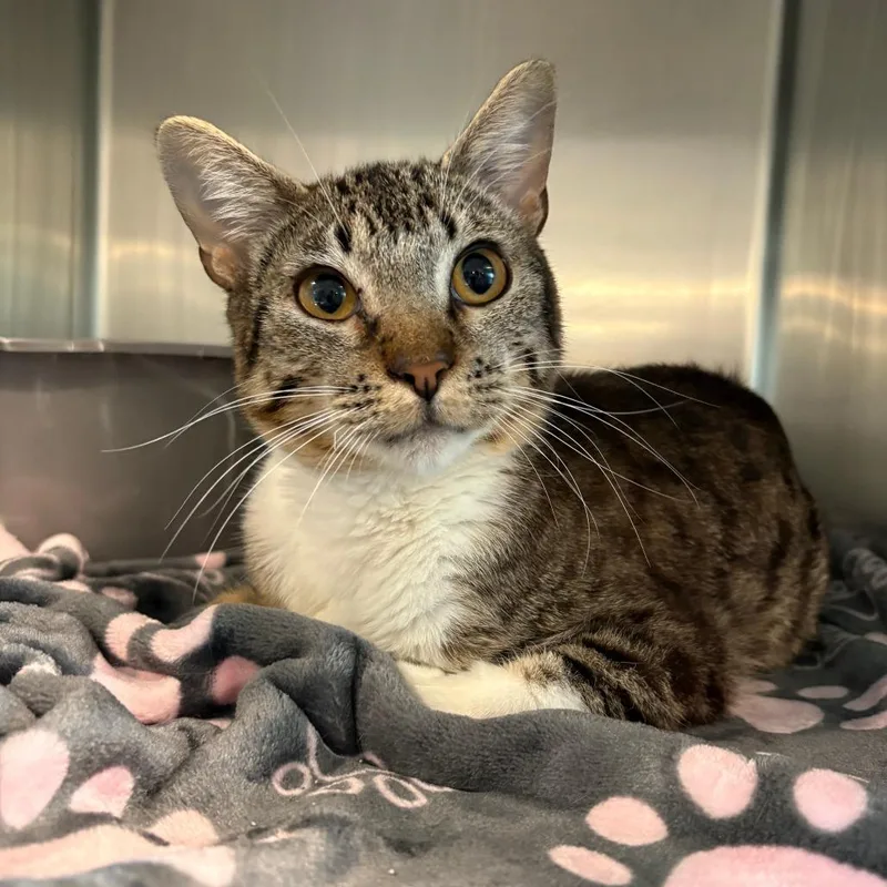 A young medium-sized male Brown / Chocolate American Shorthair cat named Simon for adoption in West Des Moines, IA
