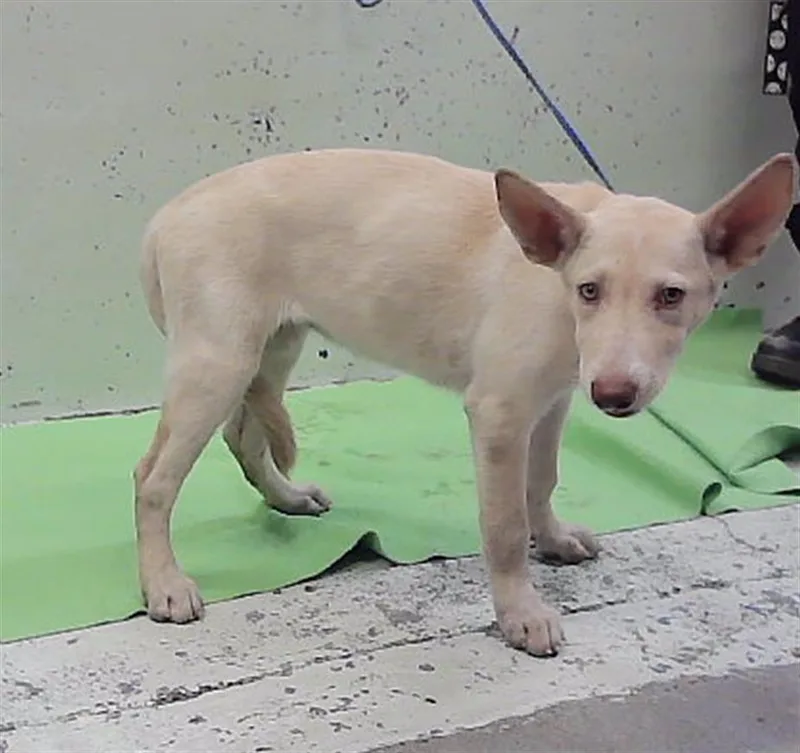 A baby small-sized female German Shepherd Dog dog named Hanna for adoption in Houston, TX