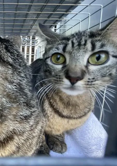 A young small-sized female Domestic Short Hair cat named Sugar for adoption in Fort Myers, FL