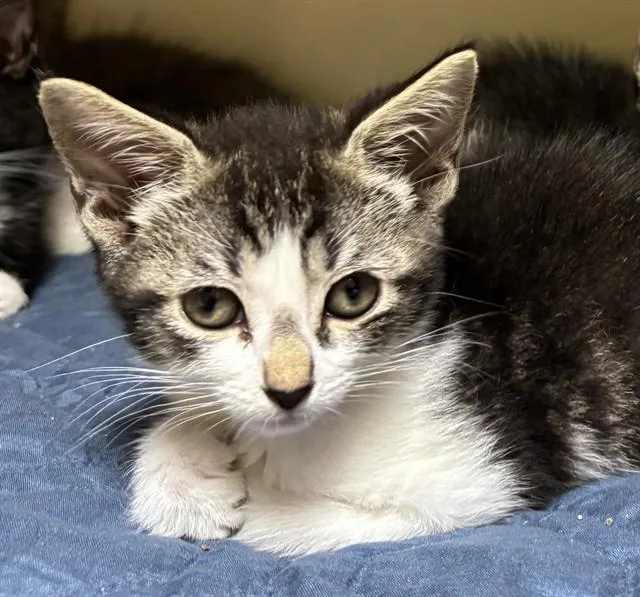 A baby medium-sized female Domestic Short Hair cat named Inchworm for adoption in Dedham, MA