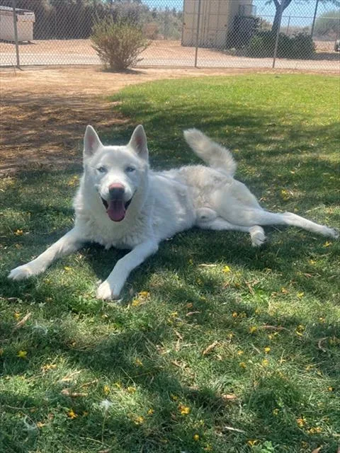 An adult large-sized male Siberian Husky dog named Ghost for adoption in Thousand Palms, CA