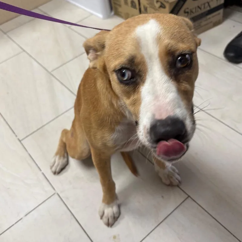 A young medium-sized female Yellow / Tan / Blond / Fawn Mixed Breed dog named Lynn for adoption in Lufkin, TX