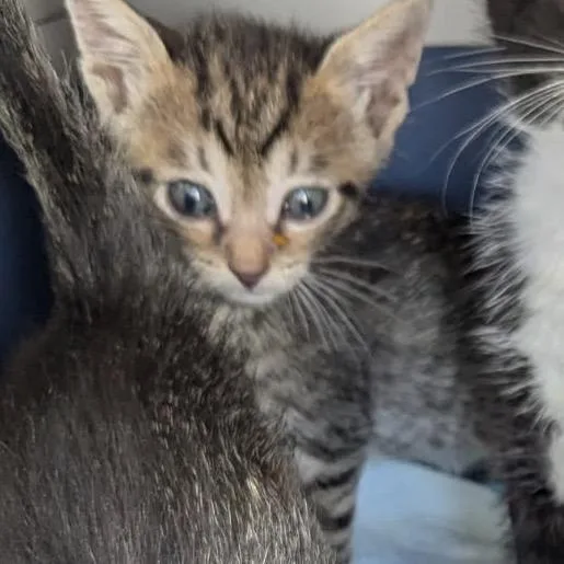 A baby small-sized female Brown / Chocolate Domestic Short Hair cat named Bertha for adoption in Englewood, FL