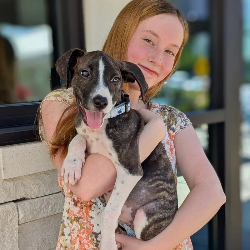 A baby medium-sized female Brindle Terrier dog named Raisinette for adoption in Helena, AL