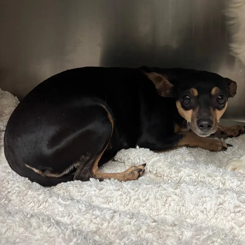 An adult small-sized female Apricot / Beige Mixed Breed dog named Doris for adoption in Lake Jackson, TX