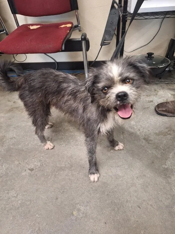 A young small-sized male Gray / Blue / Silver Poodle dog named Tramp for adoption in Boulder, CO