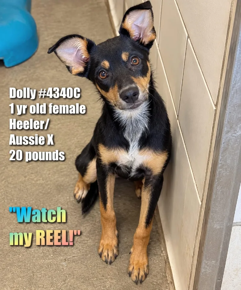 Dolly thumbnail 4