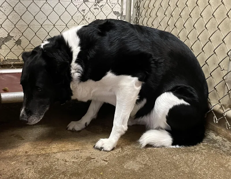 An adult medium-sized female Border Collie dog named Naomi HOLD for adoption in Canton, OH