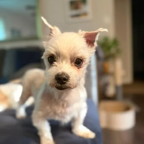A senior small-sized male Maltese dog named Charlie for adoption in Aldie, VA