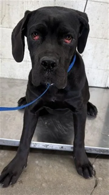 A young small-sized male Mastiff dog named Noche for adoption in San Bernardino, CA