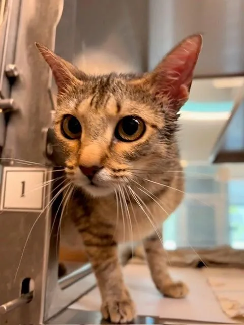 A young medium-sized female Domestic Short Hair cat named Mouse for adoption in Baytown, TX